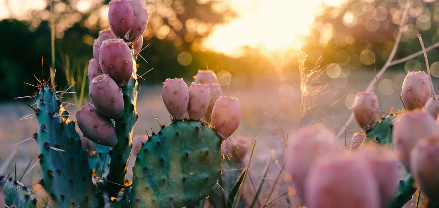 Cactus Properties for your Skin [BENEFITS] | DIVAIN – divain® UK