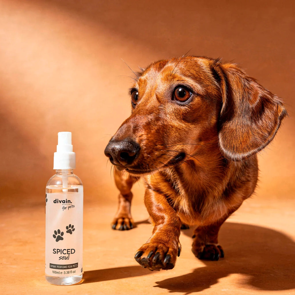 Spiced Soul Pet fragrance