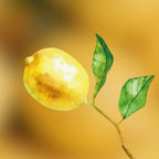 Citrus Fragrance Primer | divain