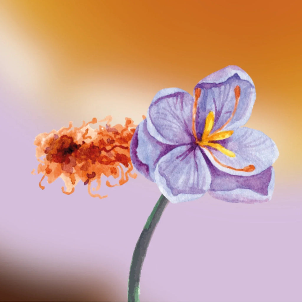 Oriental Fragrance Primer | divain