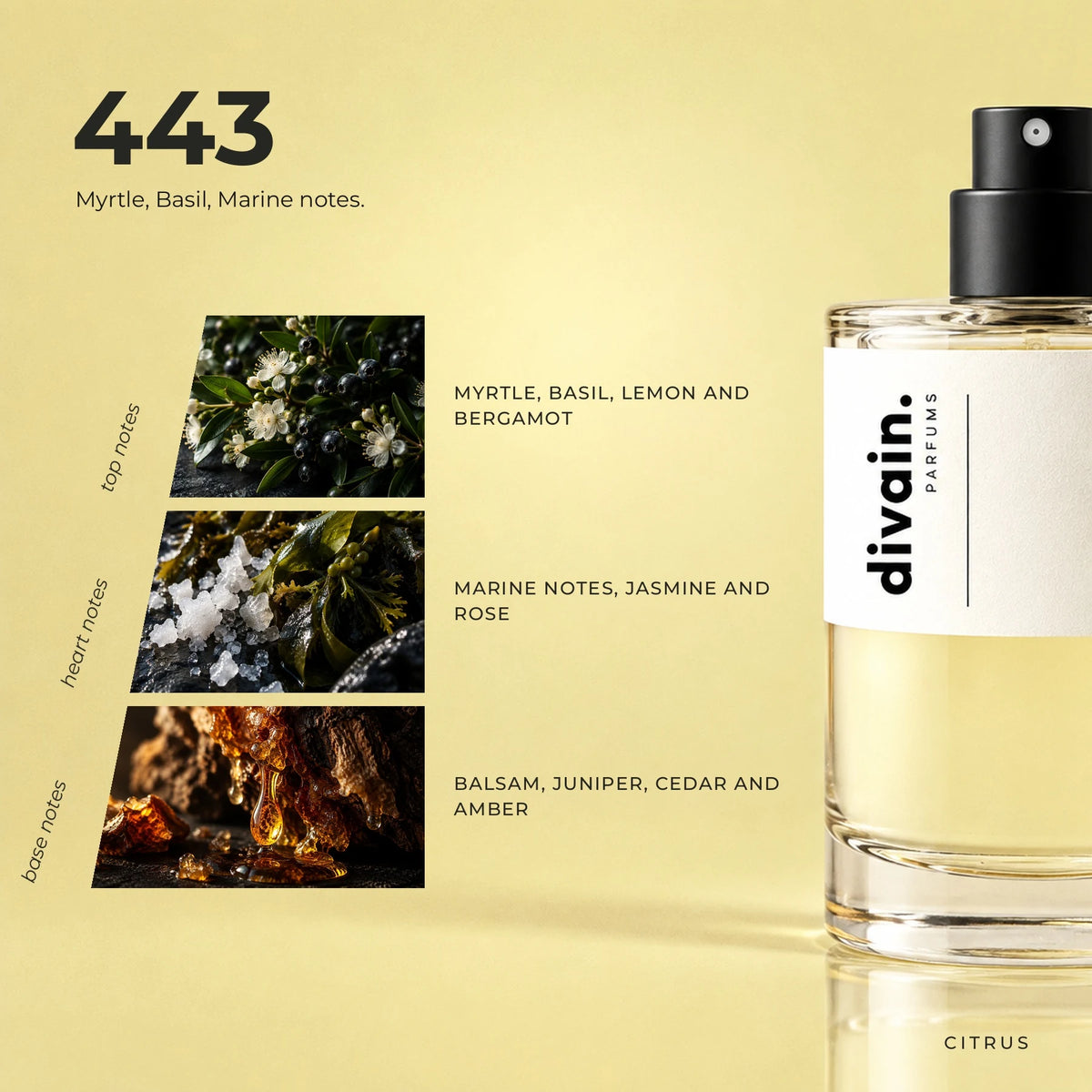 divain.443 fragrance pyramid