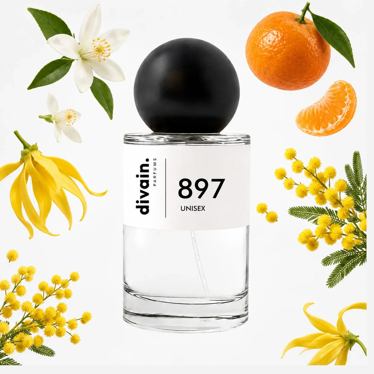 divain-897 notas
