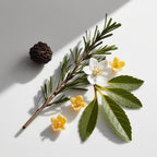 Orange blossom and cedar representing the olfactory notes of the perfume.
