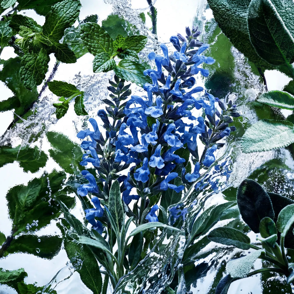 divain.1323 fragrance notes
