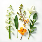 Lily and sage representing the olfactory notes of the perfume.