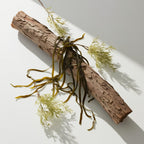 Seaweed, cedar and myrtle representing the olfactory notes of the perfume.