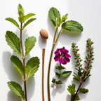Mint, nut and geranium representing the olfactory notes of the perfume.