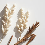 White musk and cedar representing the olfactory notes of the perfume.