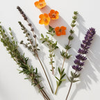 Lavender and thyme representing the olfactory notes of the perfume.