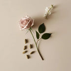 Olfactory notes of the perfume with rose, jasmine and cardamom.