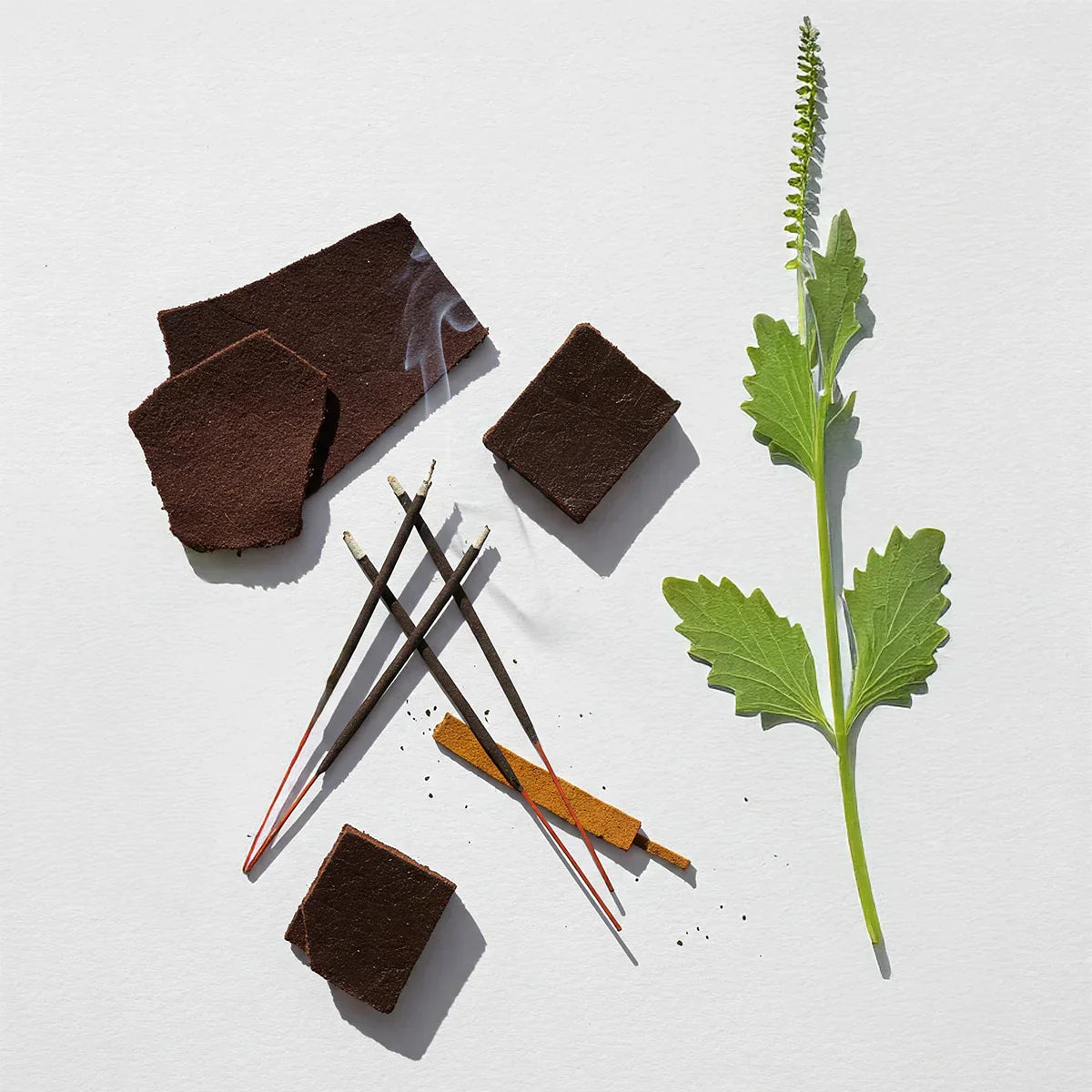 Olfactory notes of the perfume with accords of incense, dark woods and fresh herbal touches.