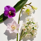 Violet, jasmine and clementine representing the olfactory notes of the perfume.