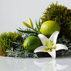 Lime, lily and moss representing the olfactory notes of the perfume.