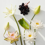 Lotus flower and blackcurrants representing the olfactory notes of the perfume.