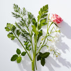 Rose and coriander representing the olfactory notes of the perfume.
