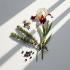 Cypress, iris and juniper berries representing the olfactory notes of the perfume.