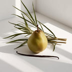 Pear, vetiver and vanilla representing the olfactory notes of the perfume.