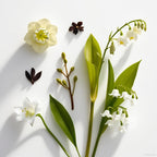 Bellflower, jasmine and lily representing the olfactory notes of the perfume.