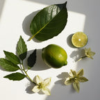 Geranium and vetiver representing the olfactory notes of the perfume.