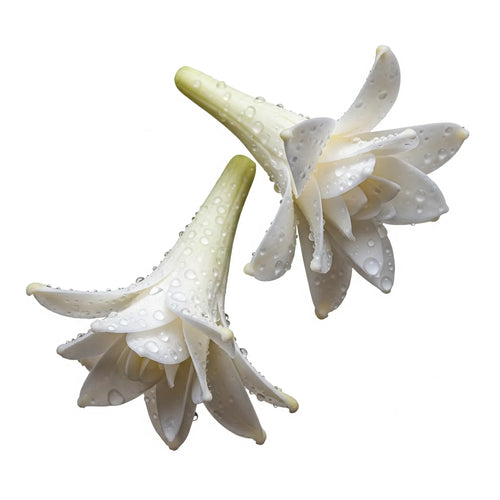 Olfactory notes of tuberose perfume.