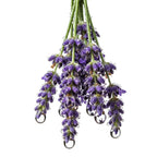 Olfactory notes of lavender perfume.