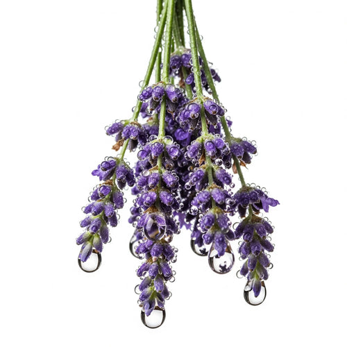 Olfactory notes of lavender perfume.