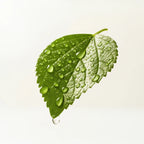 Olfactory notes of patchouli perfume.