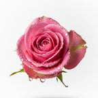 Olfactory notes of rose perfume.