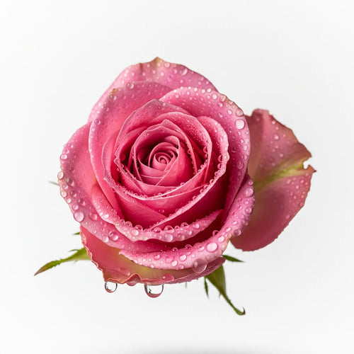 Olfactory notes of rose perfume.