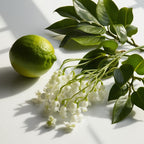 Bergamot, lily and vetiver representing the olfactory notes of the perfume.