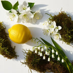 Lemon, jasmine and moss representing the olfactory notes of the perfume.