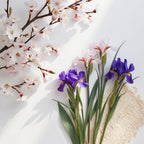 Olfactory notes of the perfume with elegant iris, cherry blossom and a soft powdery touch.