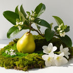 Pear, jasmine and moss representing the olfactory notes of the perfume.