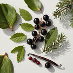 Sage, vanilla and blackcurrant representing the olfactory notes of the perfume.